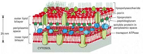 ( Gram-negatív ) baktériumoknak két sejtmembránjuk van Külső membrán: porinok