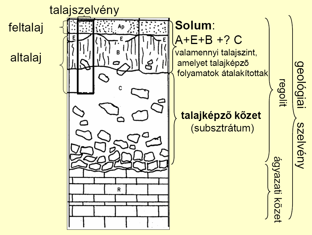 Forrás: