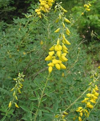 Genista tinctoria