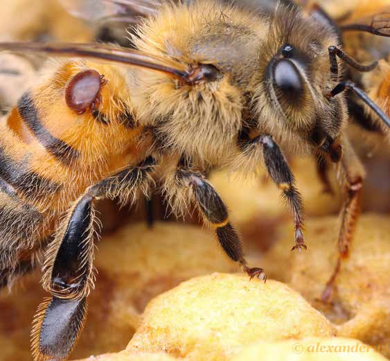 Ektoparazita ellenes méhészeti készítmény A Varroa parazita egy méhek számára jóindulatú vírust halálossá alakít Apitraz 500 mg impregnált csík mézelő méhek részére A.U.V. Füstölés nélkül biztosítja a Varroa atka elleni védelmet!