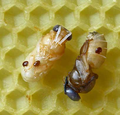 hatását csak az utóbbi időben kezdték a tudósok megérteni. A parazita áldozata az európai méh: Apis mellifera, tulajdonképpen nem csak Európában él, hanem a világ számos más részén is.