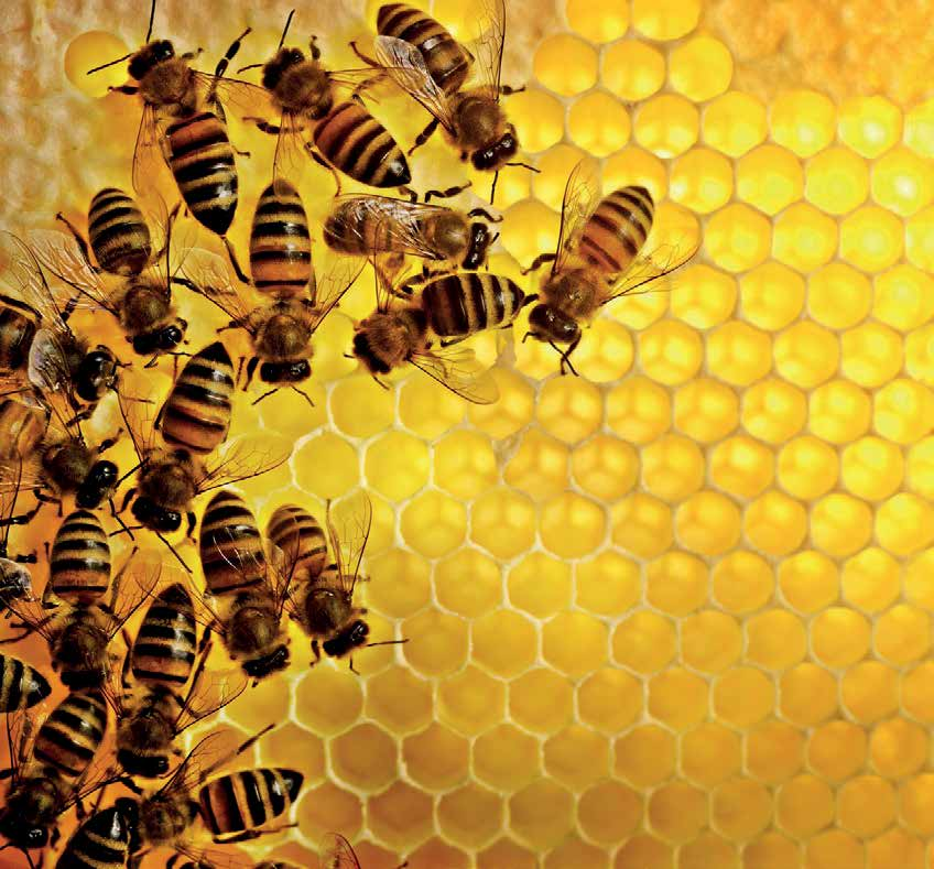 vezet. Az újdonság egyszerűen kijelenthető: A Varroa, egy a Iflavirus nemzettséghez tartozó vírus a deformált szárny vírus (Deformed Wing Virus, DWV) halálos törzsének átadásával öli meg a méheket.