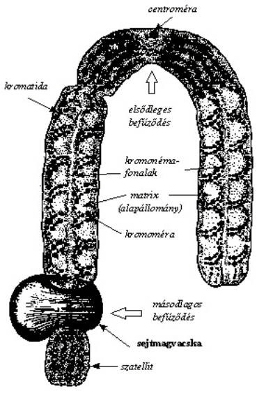 Kromoszóma