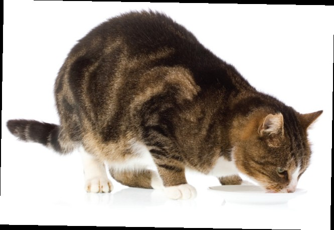 vagy az állatorvos javaslata szerint. Referenciák 1. Buffington CA and Chew DJ. 2007. Management of nonobstructive idiopathic/ interstitial cystitis in cats.