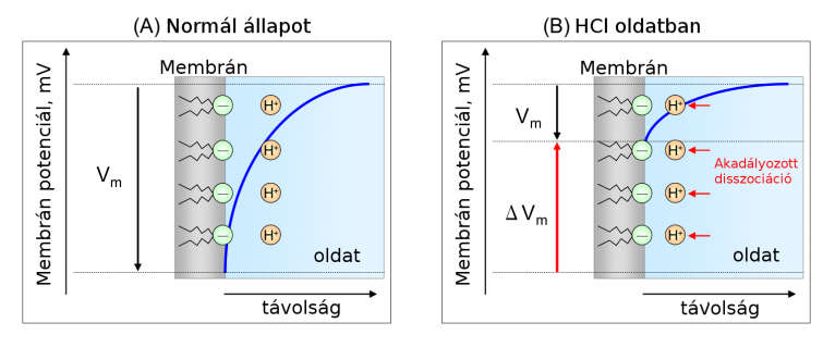 4. ábra Az elektronikus nyelv érzékelőinek membránján lejátszódó folyamatok különböző komponensek hatására Kobayashi és mtsai. nyomán [Kobayashi és mtsai. 2010].