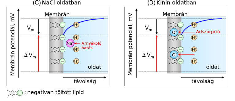 koncentrációja között logaritmikus jellegű összefüggést írtak le [Kinnamon és mtsai. 1992, Vlasov és mtsai. 2002, Yasuura M. és mtsai. 2014].
