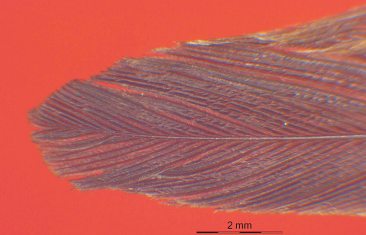 A szélső faroktoll mechanikai tulajdonságai, tartóssága, károsodással szembeni ellenállása döntően befolyásolja a madár célba érését. 4,5 Biomechanica Hungarica VII. évfolyam, 1.