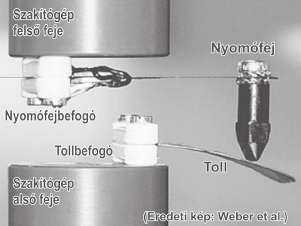 Biomechanica Hungarica VII. évfolyam, 1. szám az átmérője ennek is változik, különösen a felső köldök környezetében, ahol a pihék megjelenése kezdődik.