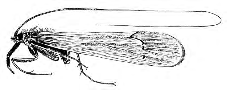136 Nowinszky, Kiss & Puskás: A tegzesek és a tropopauza Figure 14. Light-trap catch of Limnephilus flavicornis depending on the height of tropopause (Szilvásvárad, 1980) Figure 15.