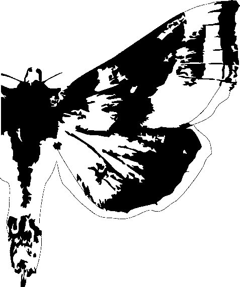 e Acta Naturalia Pannonica 7 (2014) 31 11 12. ábra. A Diachrysia chrysitis (11) és a D. stenochrysis (?tutti ) (12) szárnyrajzolati elemeinek vektorgrafikus összehasonlítása (eredeti) Fig. 11 12. Comparison of the wings with vector graphics: Diachrysia chrysitis (11) and D.