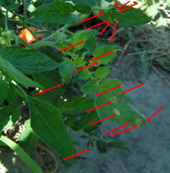 Tuta absoluta: 1) leaf mines of larvae, 2) damage caused by