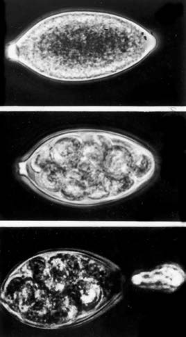 A Phytophthora infestans sporangiumcsírázási módját a környezeti feltételek szabják meg A sporangiumcsírázás