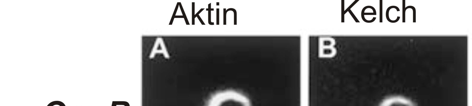 Irodalmi áttekintés 4.3.