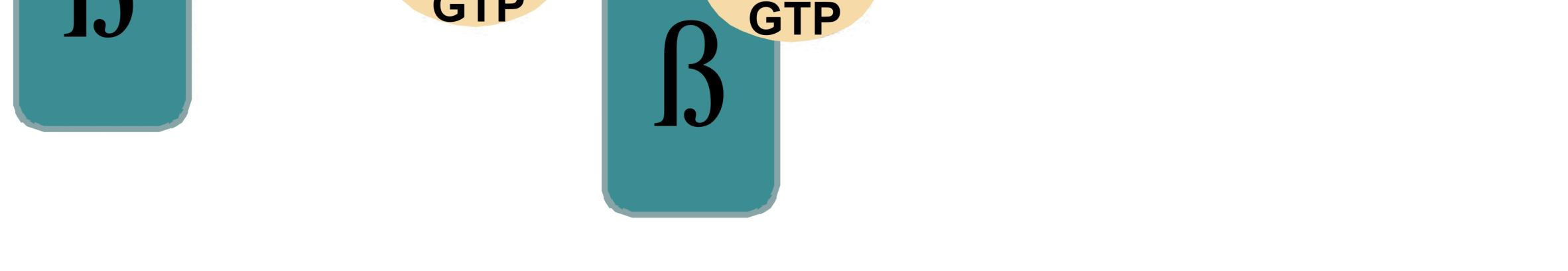 Transzportreceptorai a citoplazmában oldott állapotban található Importin-α és (Imp-α) és az Importin-β (Imp-β), melyek meghatározott idő- és térbeli sorrendben sok más fehérjével lépnek kapcsolatba.