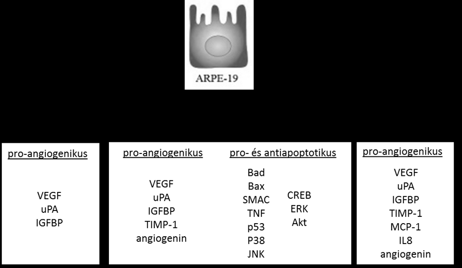 Az oxidatív stressz, a hipoxia és a hiperozmózis hatására megemelkedő pro- és anti-apoptotikus, valamint proangiogenikus faktorok.