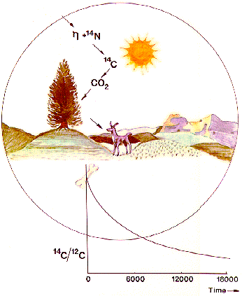 Radioaktív bomlástörvény Radioaktív kormeghatározás (C 14 ) http://c14.arch.ox.ac.