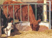 FÖLDMÛVELÉSÜGYI ÉS VIDÉKFEJLESZTÉSI MINISZTÉRIUM Az Európai Unió agrárszabályozása Az Európai Unió állatvédelmi szabályozása Magyarország 1994.