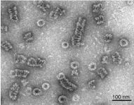 Vesicular
