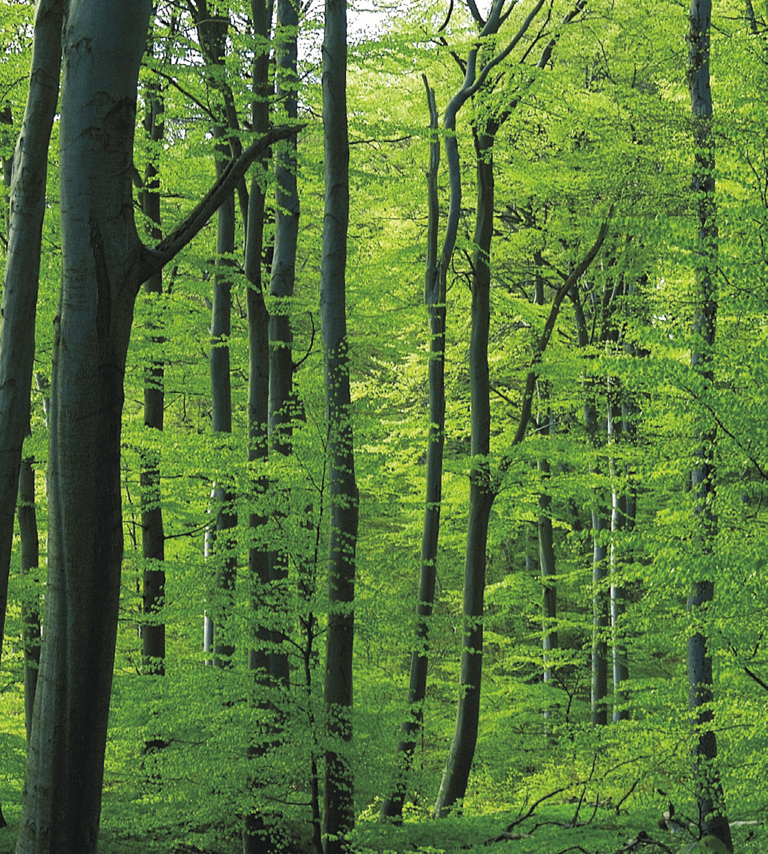 A Nowy Styl Group felelõsséget vállal a természeti környezetért.