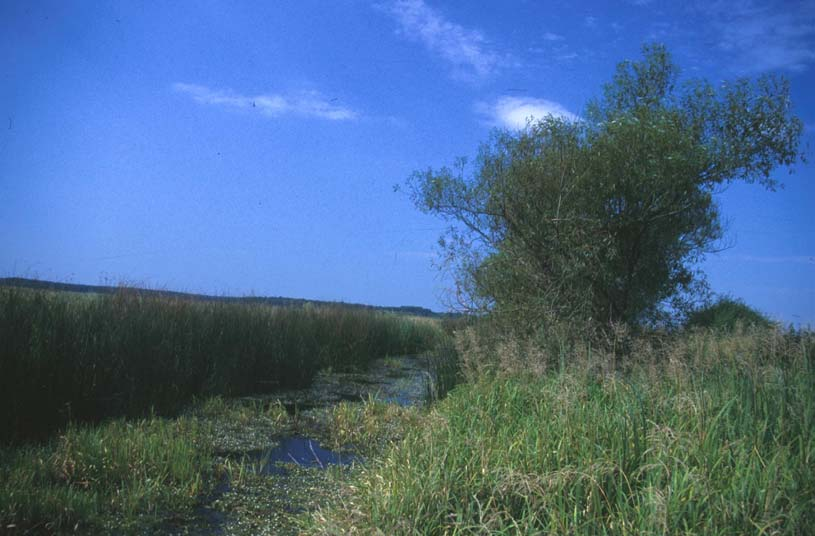 Hyla arborea