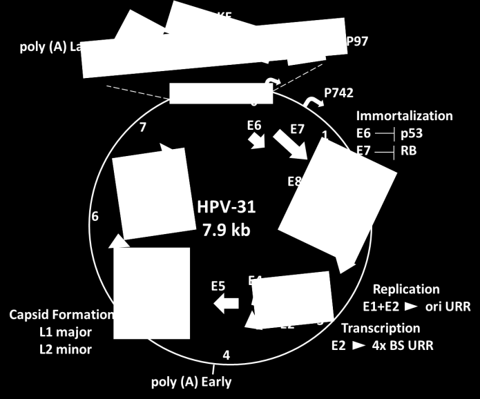 E1-E8 fehérjék, L1 és L2 kapszid fehérjék. http://labs.feinberg.northwestern.edu/laimins/research/index.html forrás alapján.