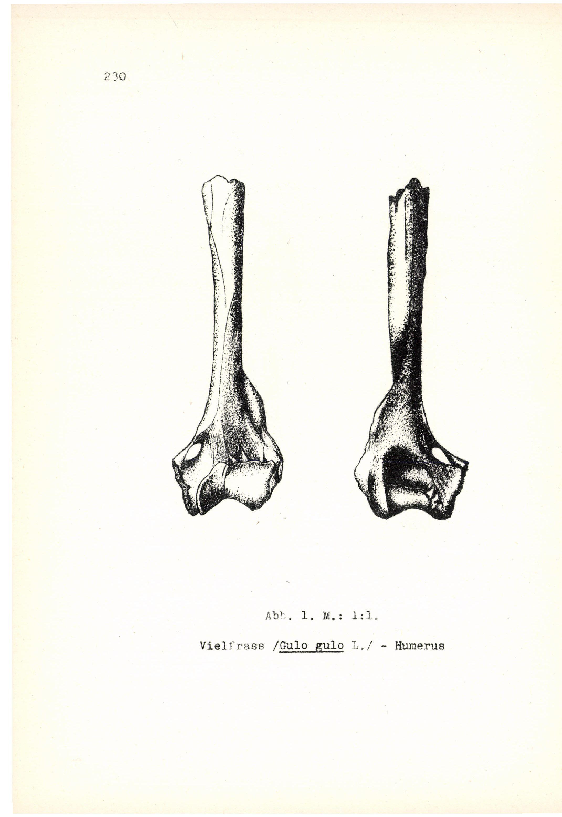 Abb. 1. M.: 1:1.
