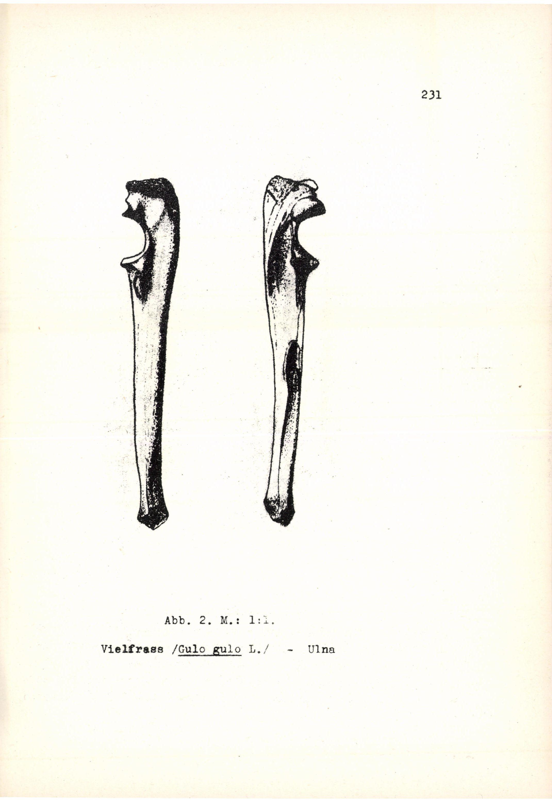 Abb. 2. M.: 1:1.
