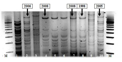 2. ábra. Különböző Epidémiás Klónok transzkonjugánsaiból (TK) és transzformánsaiból (T) izolált R-plazmidok restrikciós mintázatai (PstI emésztés).