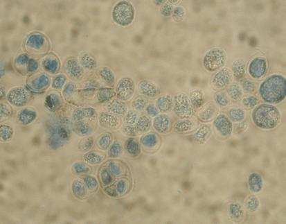 A CHROMagar Candida táptalajon a Candida parapsilosishoz hasonló krémszínű telepeket képeznek (Casal 1997) A Prototheca fajok pontosabb identifikálása szénhidrát asszimilációs próbákkal is lehetséges.