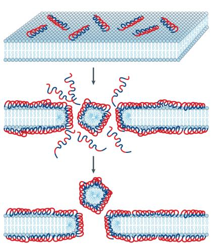 lipid kór-régió felé néznek. B) szőnyeg modell: a peptidek parallel helyezkednek el a lipid kettős réteg felszínén és egy kiterjedt réteget alkotnak, mint egy szőnyeg. C) tórusz-pórus modell.