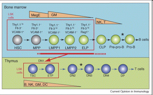 Elköteleződés és/vagy választási korlátozás DN1: CD44 + CD25 - CD4 lo /CD8 - MPP Multipotent progenitor LMPP