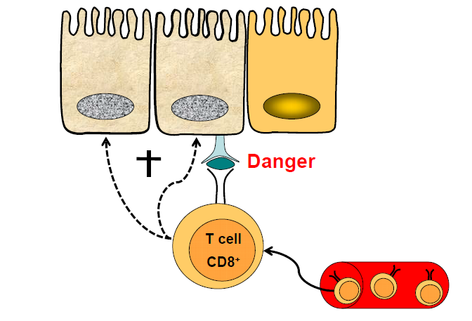 Kacsa immunológia szerzett immunitás Cytotoxicitás kifejlődése CELLULARIS