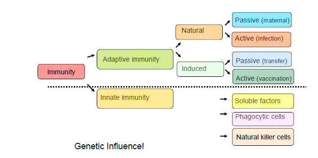Kacsa immunológia & Immunrendszer A funkcionális immunrendszer áttekintése Passzív (anyai) Természetes Aktív (fertőzés) Immunitás Szerzett