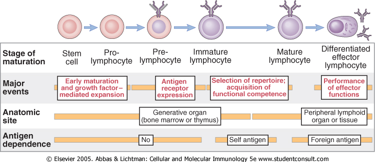 A limfocita fejlődés lépései Recirkuláció a periférián Korai érés és növekedési faktor által szabályozott osztódás A limfocita repertoir