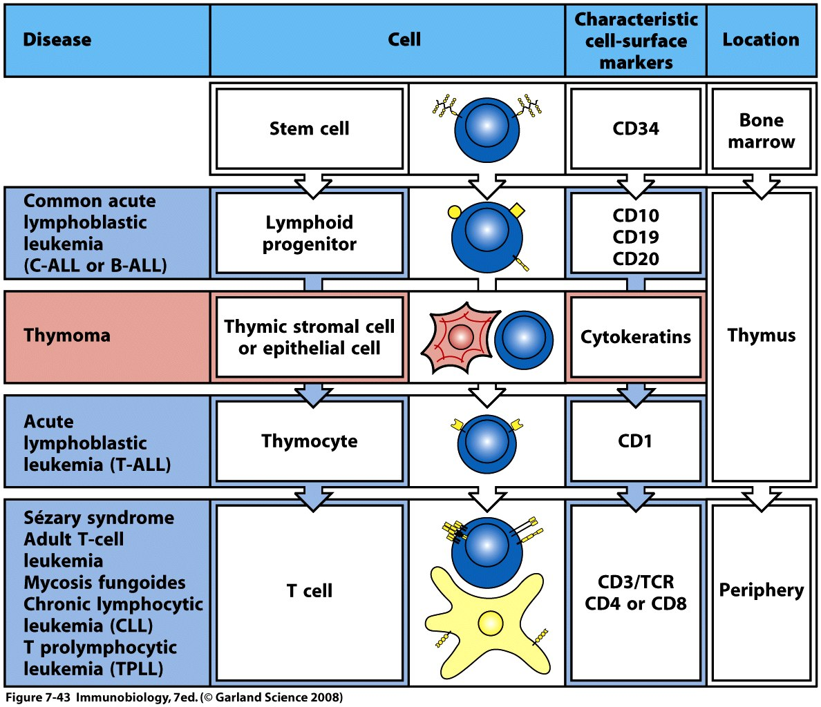 Malignant haematopoietic diseases originated