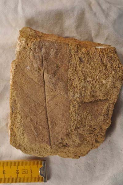 KIRÁNDULÁSVEZETŐ 18. ábra Platanus neptuni maradvány a gerencsérvári Csatkai Formáció homokrétegeiből 5.