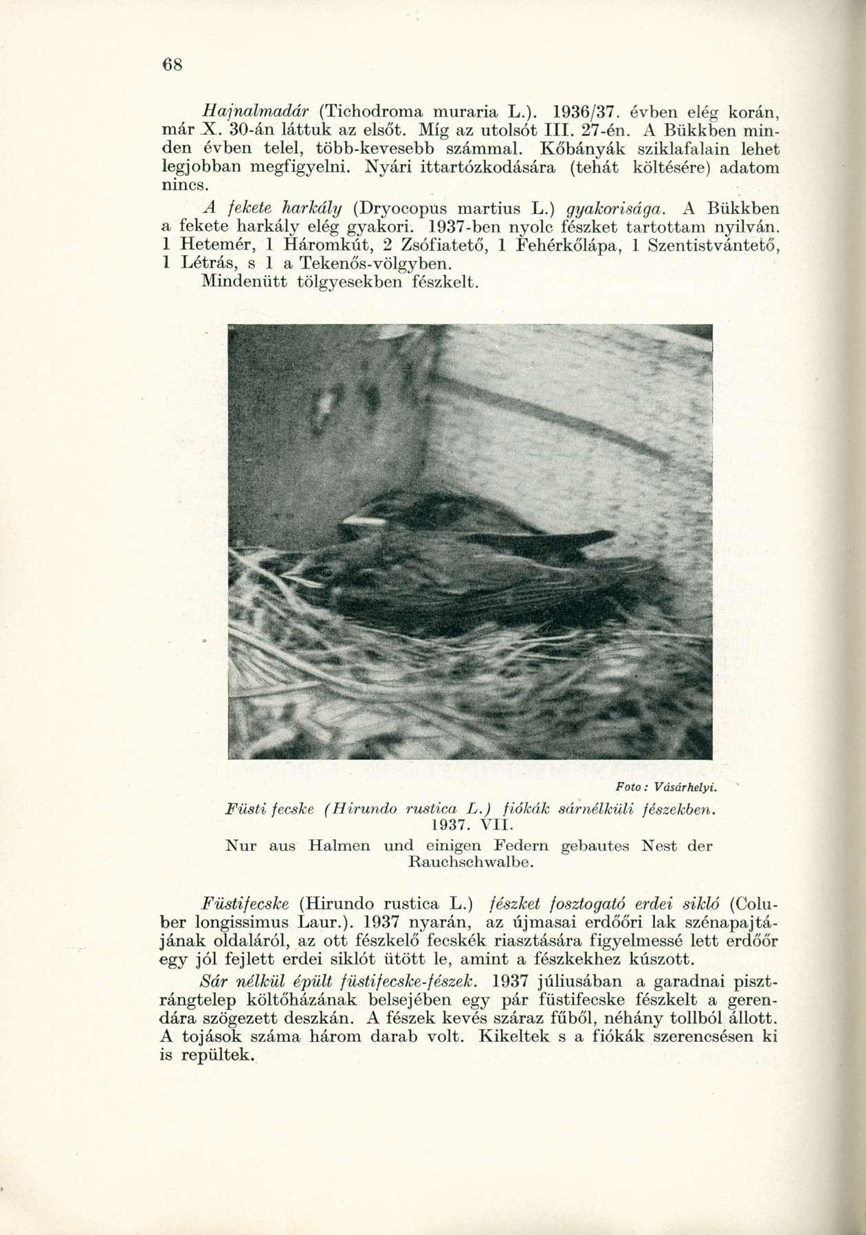 Hajnalmadár (Tichodroma muraria L.). 1936/37. évben elég korán, már X. 30-án láttuk az elsőt. Míg az utolsót III. 27-én. A Bükkben minden évben telel, több-kevesebb számmal.