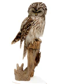 (Strix uralensis) (Sipos