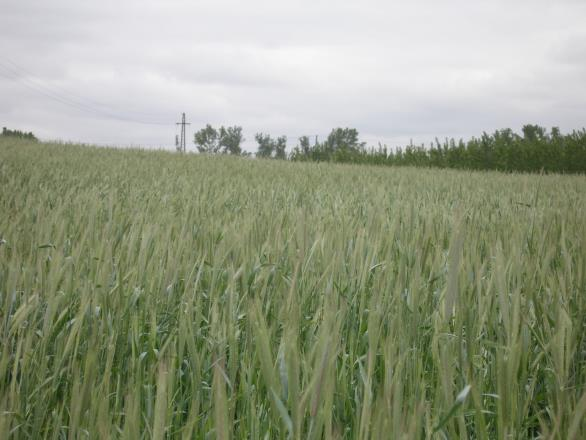 Rozs fajták Fajta név Bejelentés éve Bejelentő Fugato 2007 Hybro Gamet 2004 Hybro Kisvárdai alacsony 1993 Kisvárdai legelő 1988 Debreceni Egyetem Agrár Kutatóintézet és Tangazdaság Debreceni Egyetem