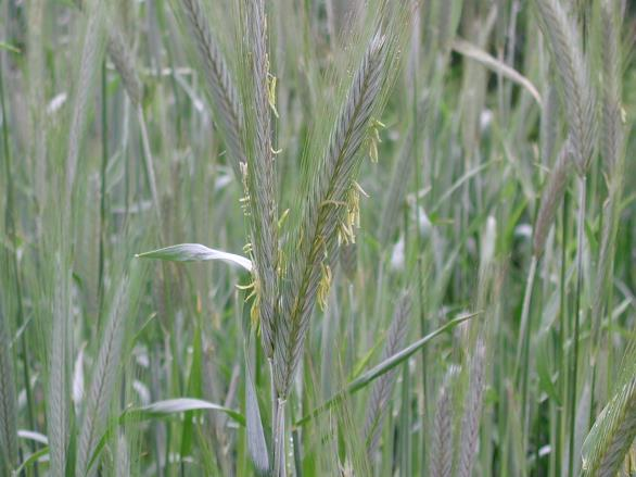 Kruppa József Varda 1975 Debreceni Egyetem Agrár Kutatóintézet és Tangazdaság Wibro 1998 Hadowka Roslin Smalice Nemzeti fajtajegyzék, 2015 Évelő rozs Interspecifikus hibrid - az évelő rozs és a