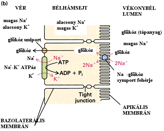 Membrántranszport mechanizmusok XII. Glükóz felvétel a bél lumenéből.