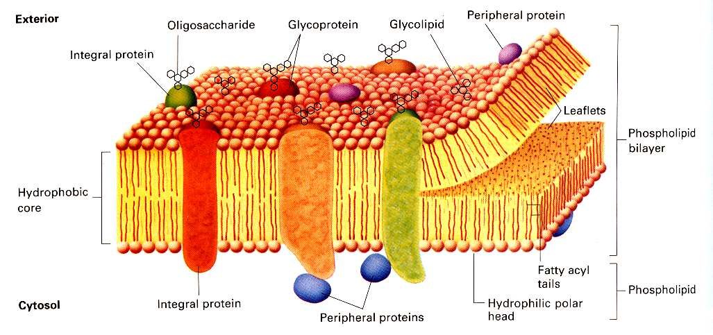 A membrán szerkezete lipidek (40-60 %) foszfolipidek, glikolipidek, koleszterin amfipa kus molekulák lipid ke ősréteg (kb.
