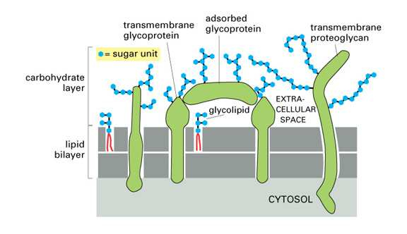 A membrán szerkezete: szénhidrát komponensek A sejtmembrán
