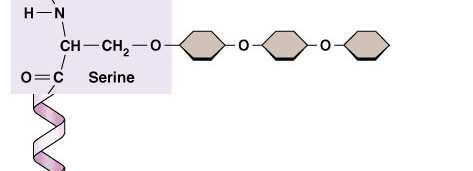 Glikoproteinek: N-kötöttek - az Asp oldalláncának amino csoportján