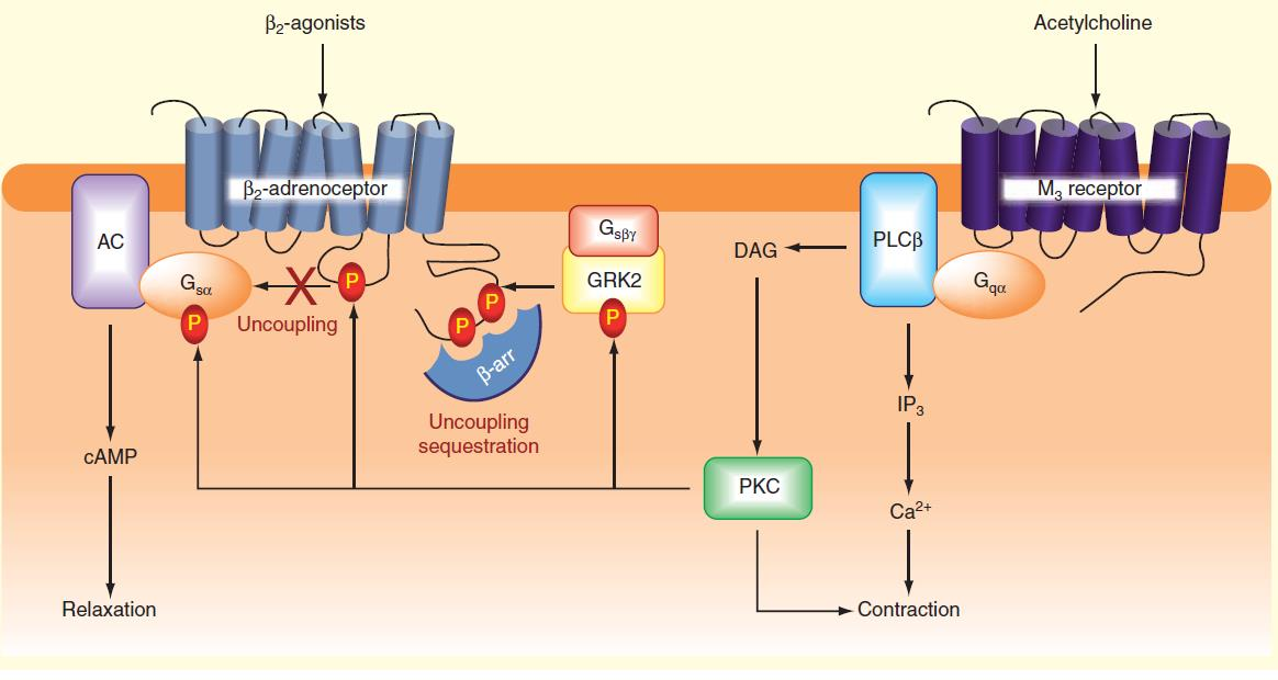 Interakció az M3 és β2 adrenerg receptorok