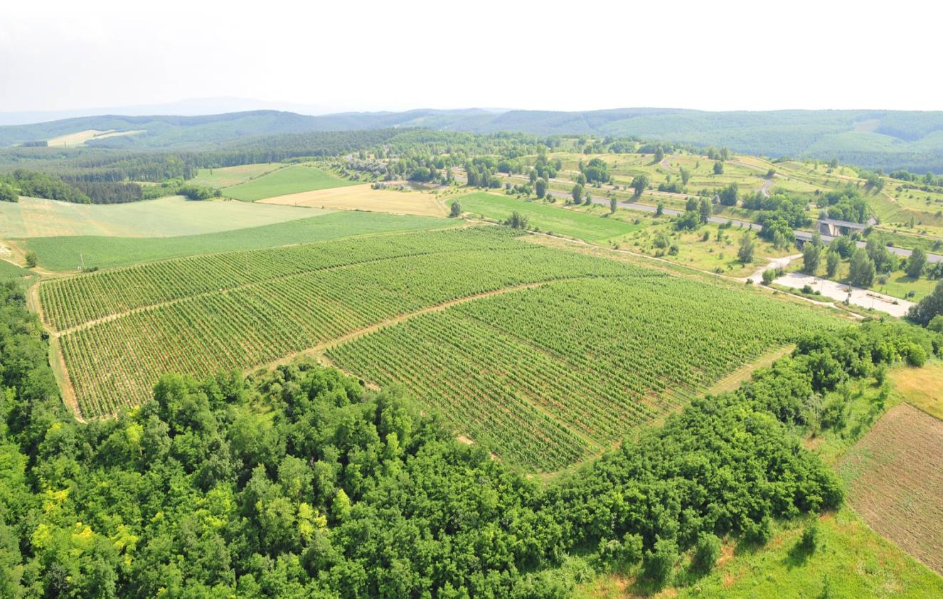 EKOLOGICKÉ VINOHRADNÍCTVO V PRAXI