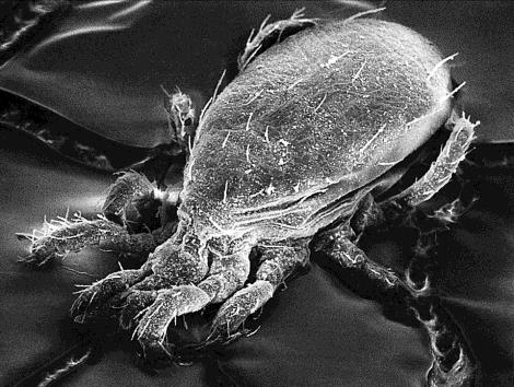 METÓDY OCHRANY RASTLÍN EKOLOGICKÉHO VINOHRADNÍCTVA László Gyula pesticídov na biologické.