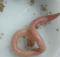 Aporrectodea caliginosa Aporrectodea caliginosa je tiež kozmopolitným druhom, vyskytuje sa v ekosystémoch všetkých druhov.