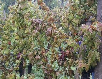 Patogénom zlatého žltnutia hrozna "Flavescence dorée"(fd) je fytoplazma Grapevine flavescence dorée, ktorú dnes môžeme pokladať za najnebezpečnejší patogén viniča.