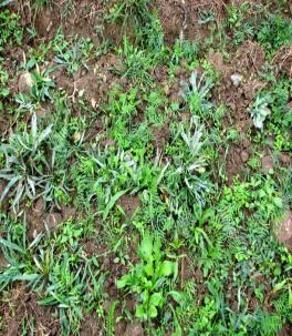 vulgaris rozsda Lisztharmatos Falcaria vulgaris növények 6. obrázok.
